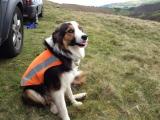 Trainee search dog Ted, achieves grade 2